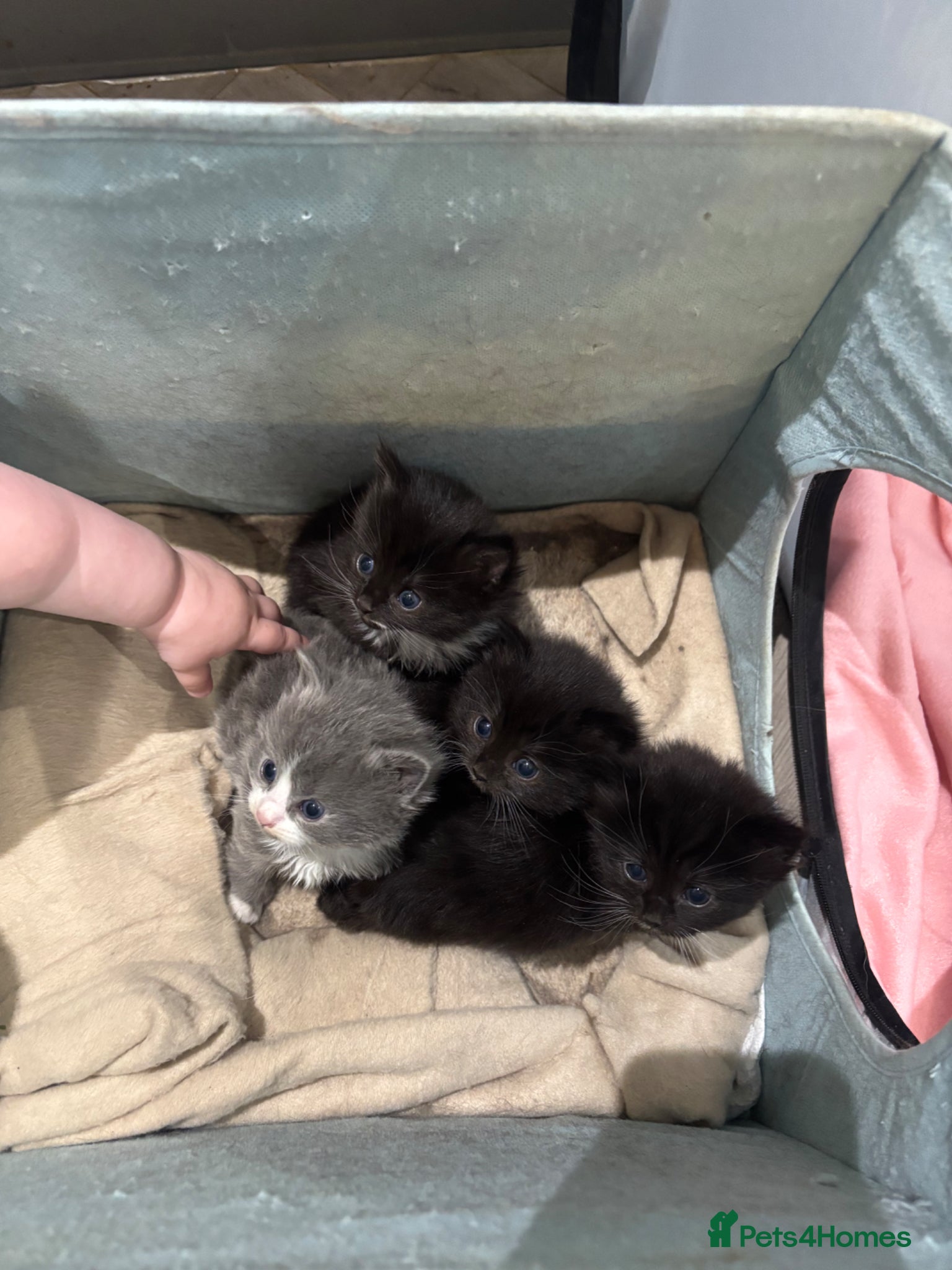 British Longhair cats Grey and black and white Fluffy kittens for sale  - Advert 2