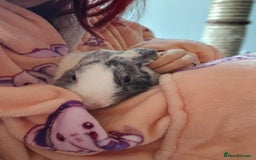 Harlequin rabbits for sale: Gorgeous Harlequin boy for sale. - Image 5