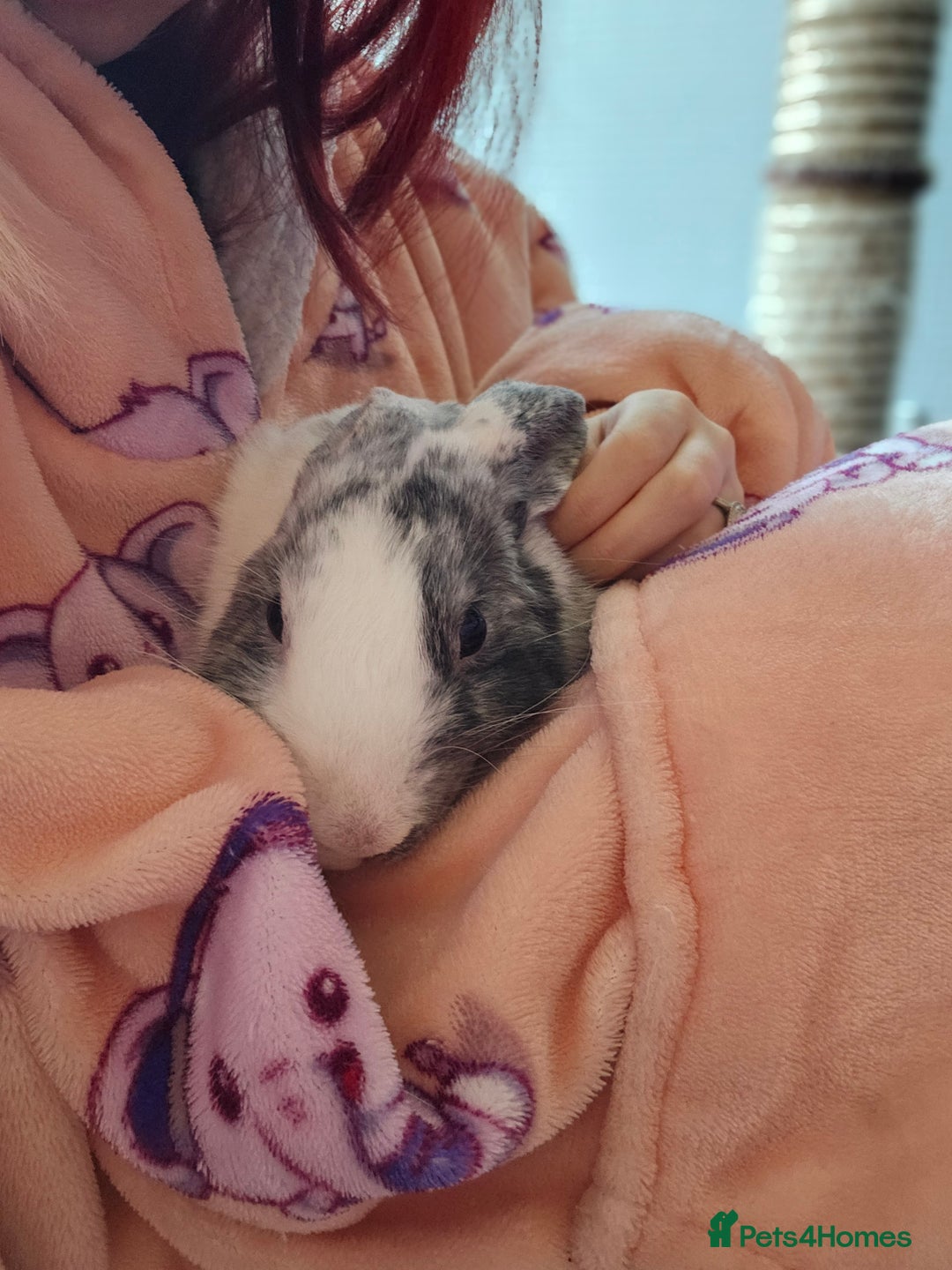 Harlequin rabbits for sale: Gorgeous Harlequin boy for sale. - Image 5