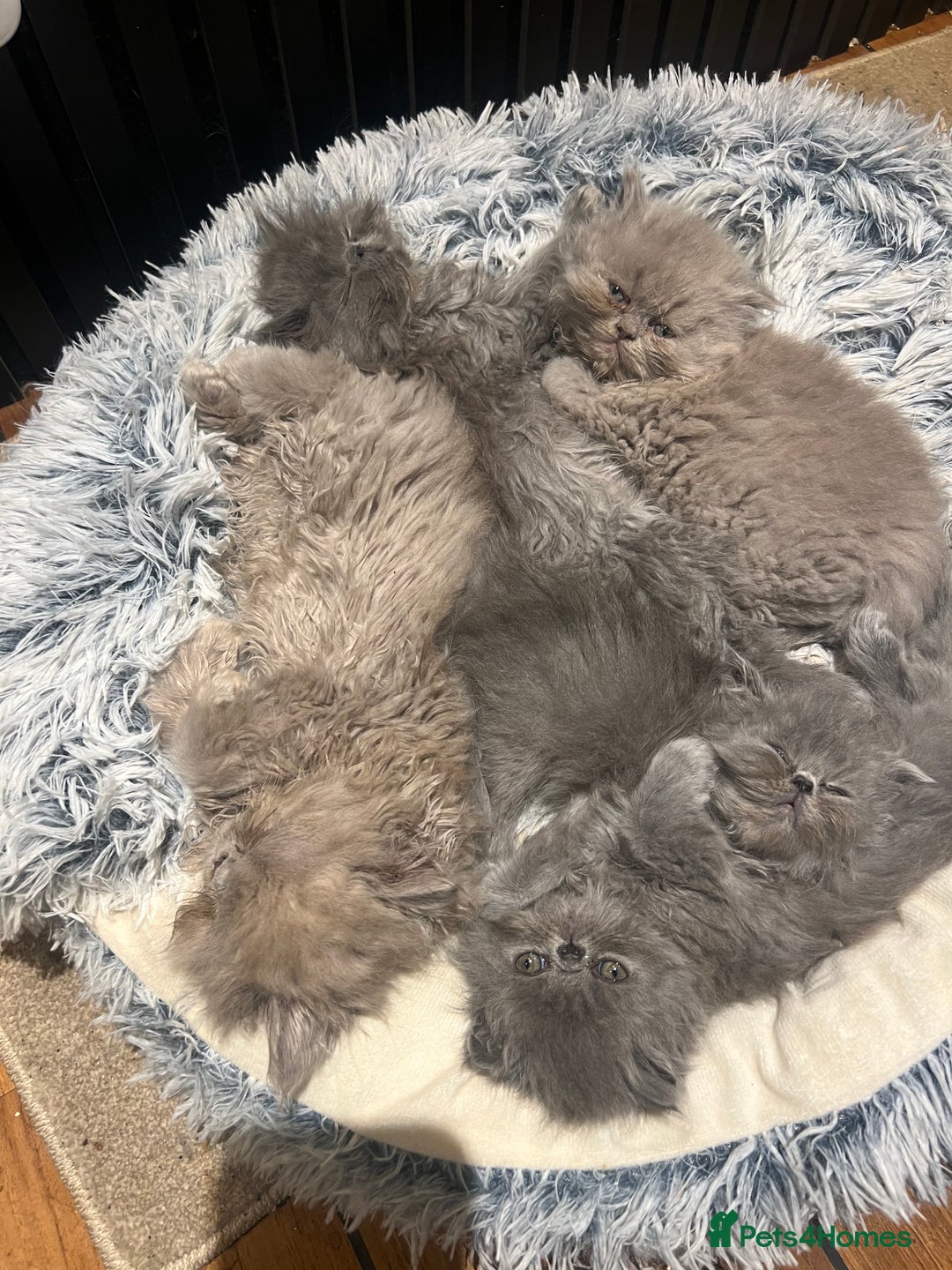 Persian cats for sale: Stunning blue and rare lilac Persian kittens  - Advert 12