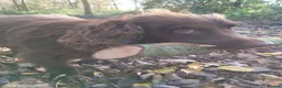 Sprocker dogs for sale: F1 sprocker puppies - Advert 20