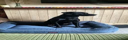 Labrador Retriever dogs for stud: Black Labrador Stud in Denbigh - Advert 1