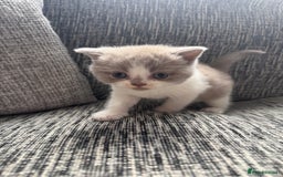 British Shorthair cats for sale: Lilac Bi colour BSH Boys Tica Registered - Image 3