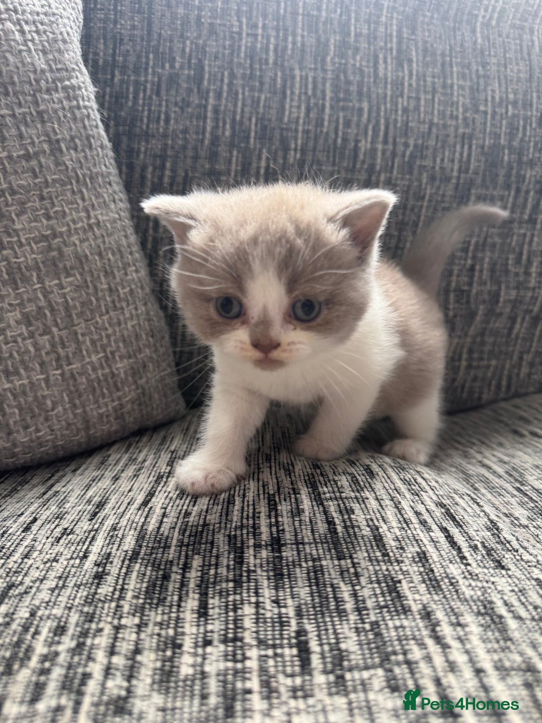 British Shorthair cats for sale: Lilac Bi colour BSH Boys Tica Registered - Image 3