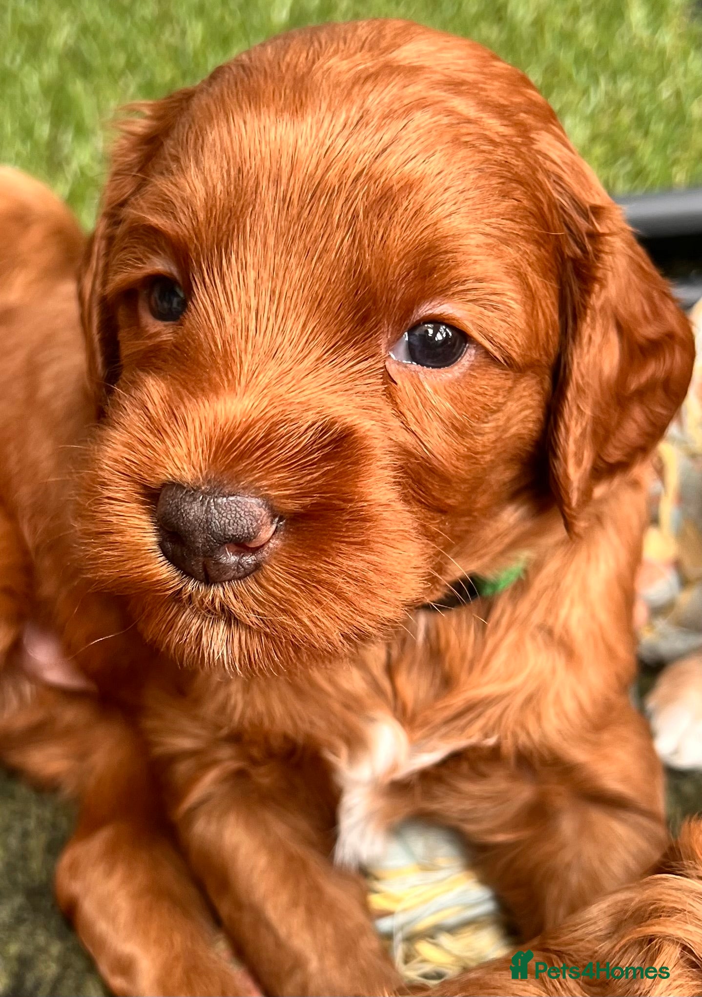 Australian Labradoodle dogs Tiny Tails,Big♥️Australian labradoodle - Advert 5