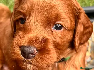Australian Labradoodle dogs Tiny Tails,Big♥️Australian labradoodle - Advert 2