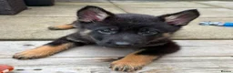 German Shepherd dogs for sale: Our Beautiful German Shepherd Boy-Kobe  in Wolverhampton - Advert 9