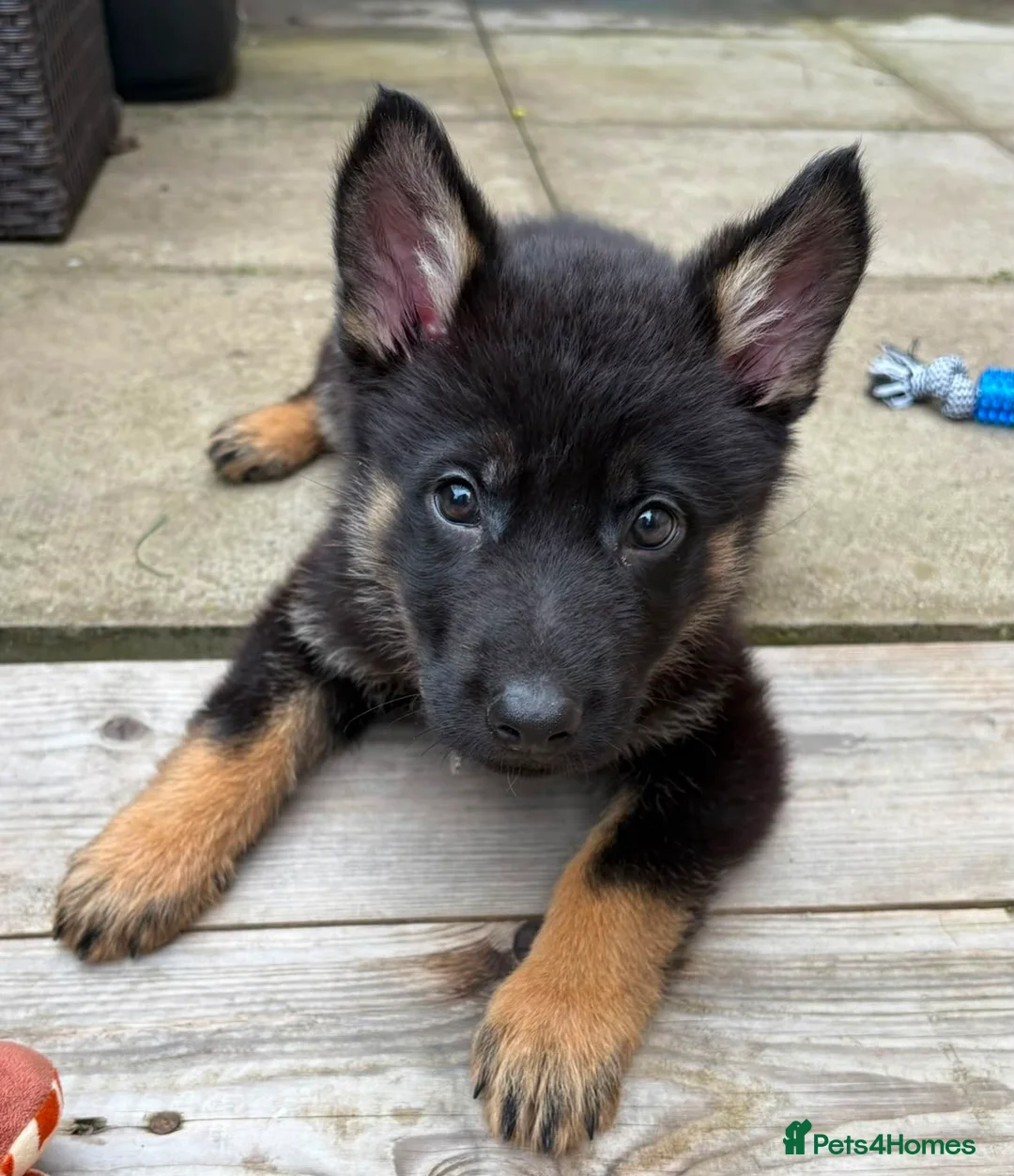 German Shepherd dogs for sale: Our Beautiful German Shepherd Boy-Kobe  in Wolverhampton - Advert 9