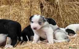 Border Collie dogs for sale: Beautiful cheeky border collies for sale - Image 13