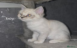 Persian cats for sale: Persian x ragdoll boy - Image 1
