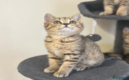 British Shorthair cats for sale: Ready to go BS kittens  - Image 29