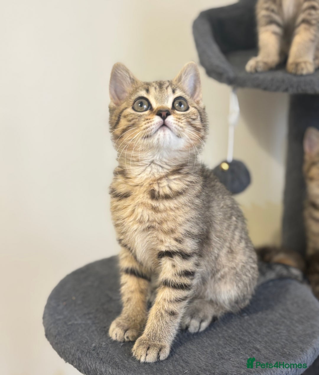 British Shorthair cats for sale: Ready to go BS kittens  - Image 29