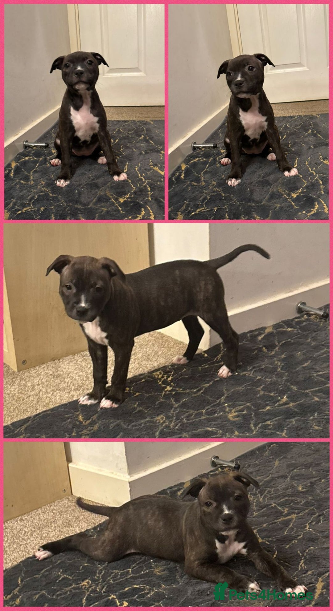 Staffordshire Bull Terrier dogs for sale: Beautiful Staffy Puppies > Ready Now - Advert 8