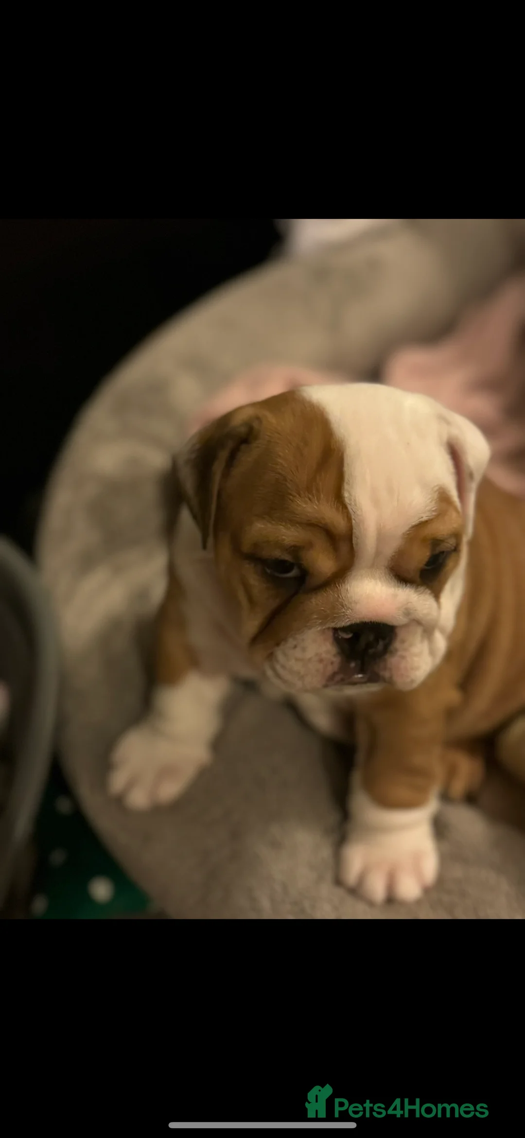 English Bulldog dogs for stud: Britishpride stud  in Manchester - Advert 9