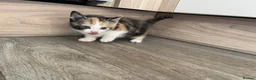 Mixed Breed cats for sale: 4 beautiful kittens looking for there forever home - Advert 16