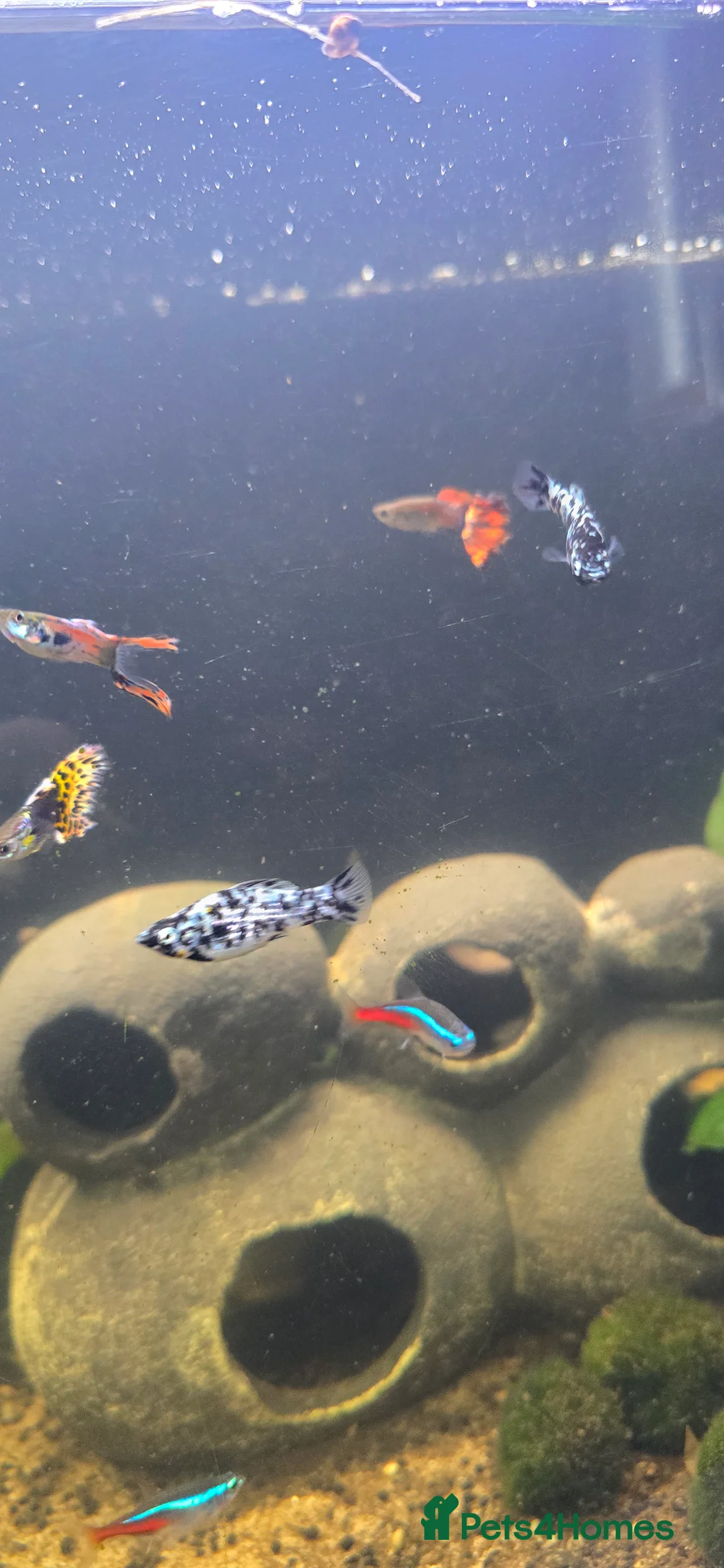 Mollies fish for sale: Dalmatian Mollies - Advert 9