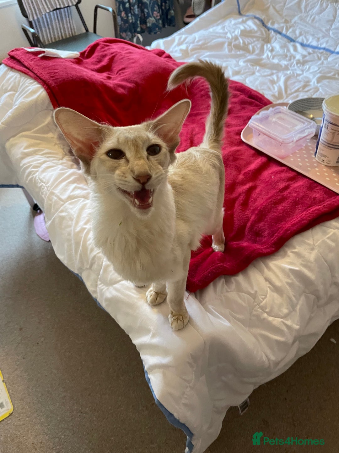 Balinese cats for sale: Lilac tabby Balinese kitten - Advert 1