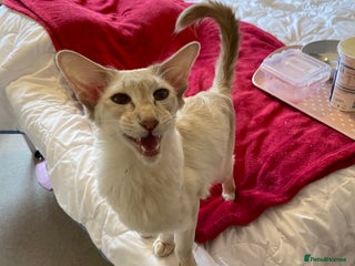 Balinese cats Lilac tabby Balinese kitten - Advert 1