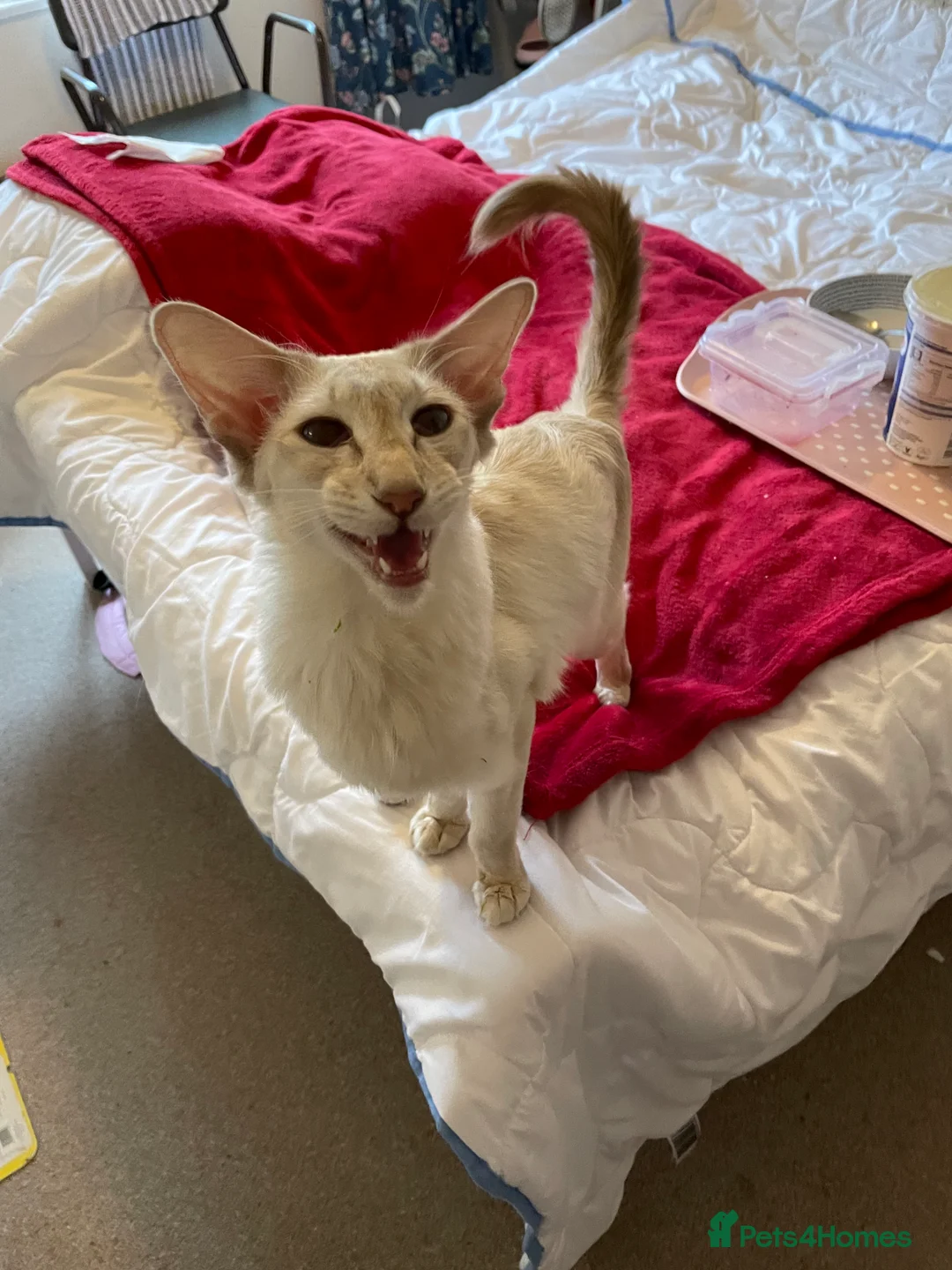 Balinese cats for sale:  Balinese kitten - Advert 1