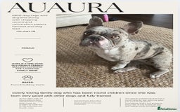 French Bulldog dogs for sale: female merle French bulldog - Image 1