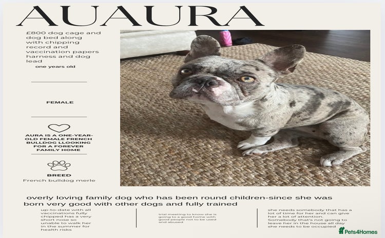 French Bulldog dogs - Advert 1