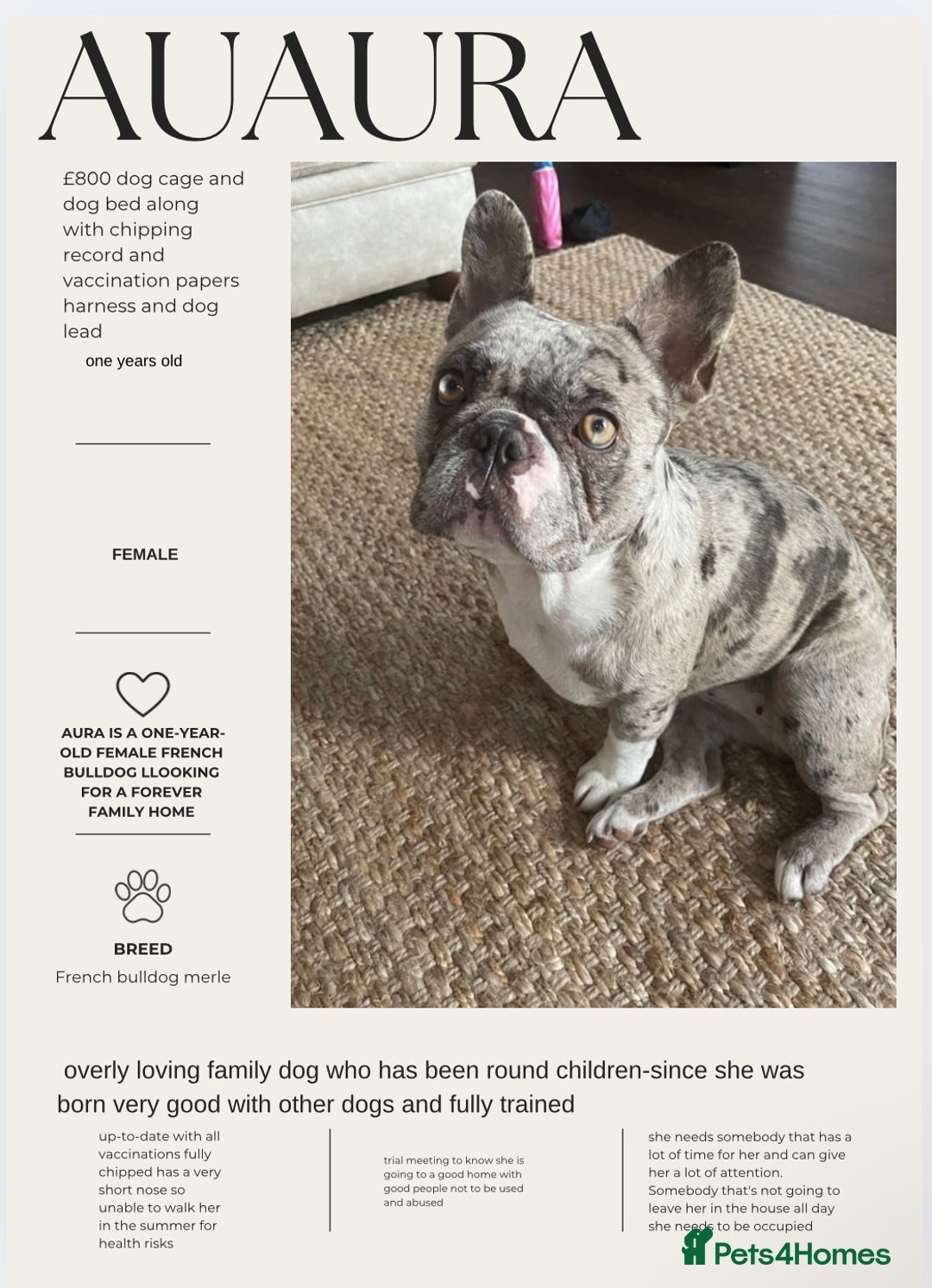 French Bulldog dogs for sale: female merle French bulldog - Image 1
