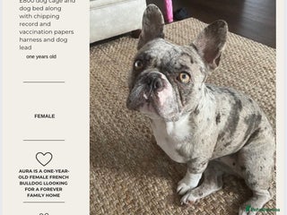 French Bulldog dogs - Advert 7