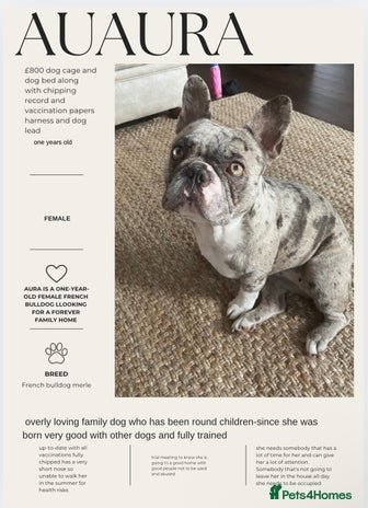 French Bulldog dogs - Advert 1