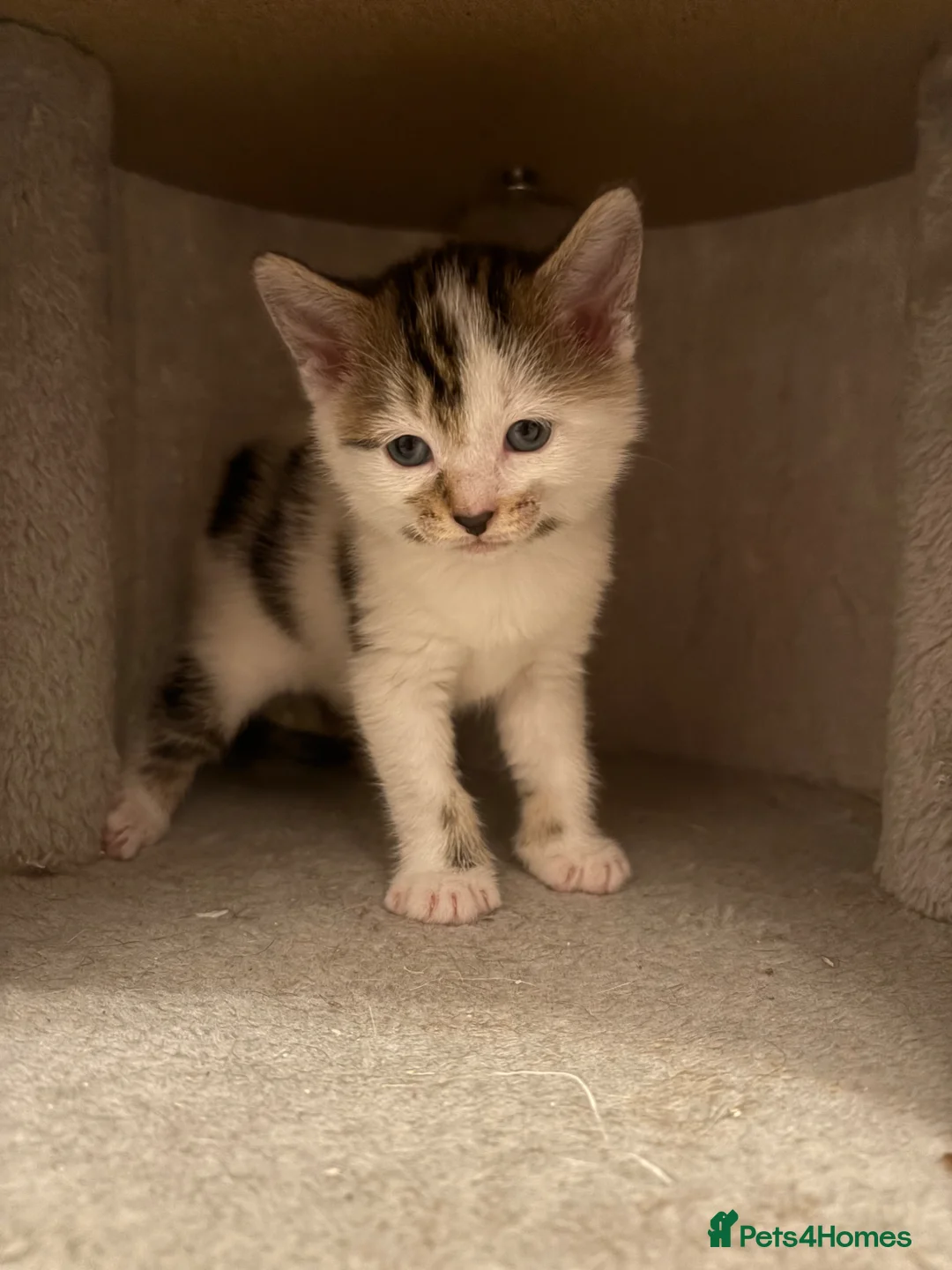 Mixed Breed cats for sale: three beautiful kittens looking for homes - Advert 2