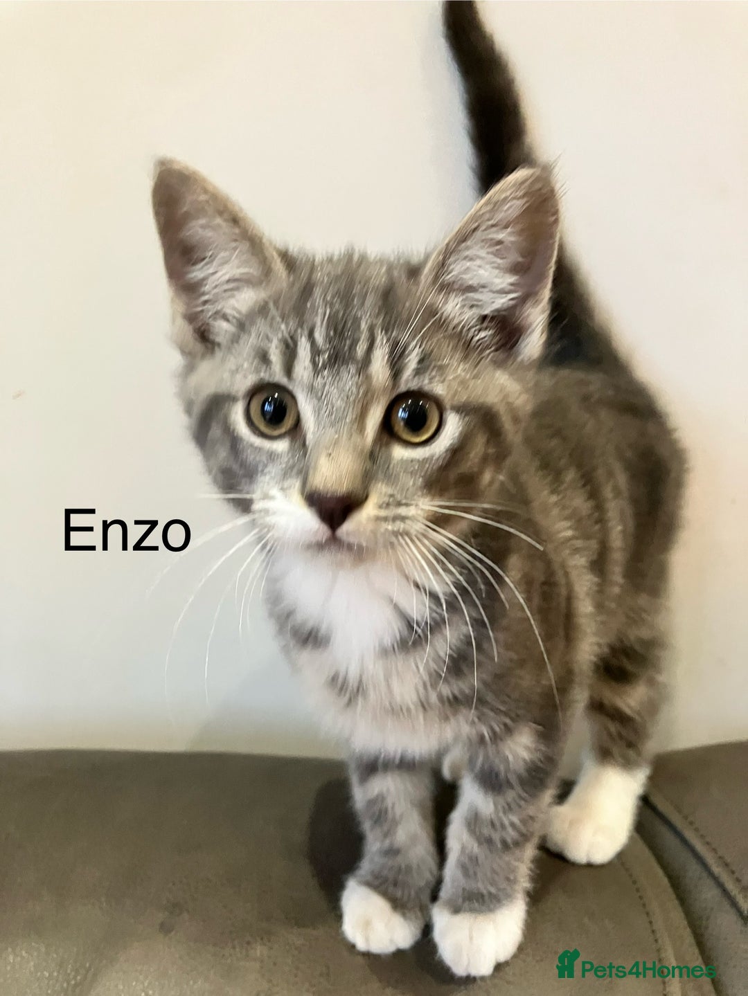 Mixed Breed cats for sale: Sweet natured kittens ready to go - Advert 2