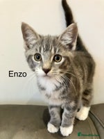 Mixed Breed cats Sweet natured kittens ready to go - Advert 8