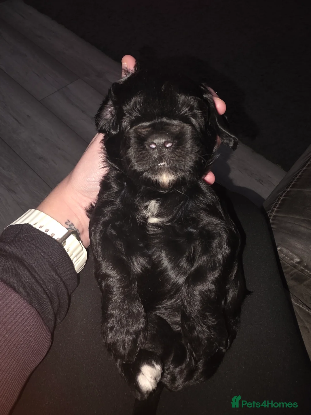 Cockapoo dogs for sale: Stunning Black cockapoo puppies  - Advert 11