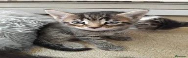 Oscar