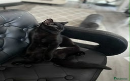 Mixed Breed cats for sale: 🐾 Sweet Cat Duo Looking for a Loving Home 🐾 - Image 6