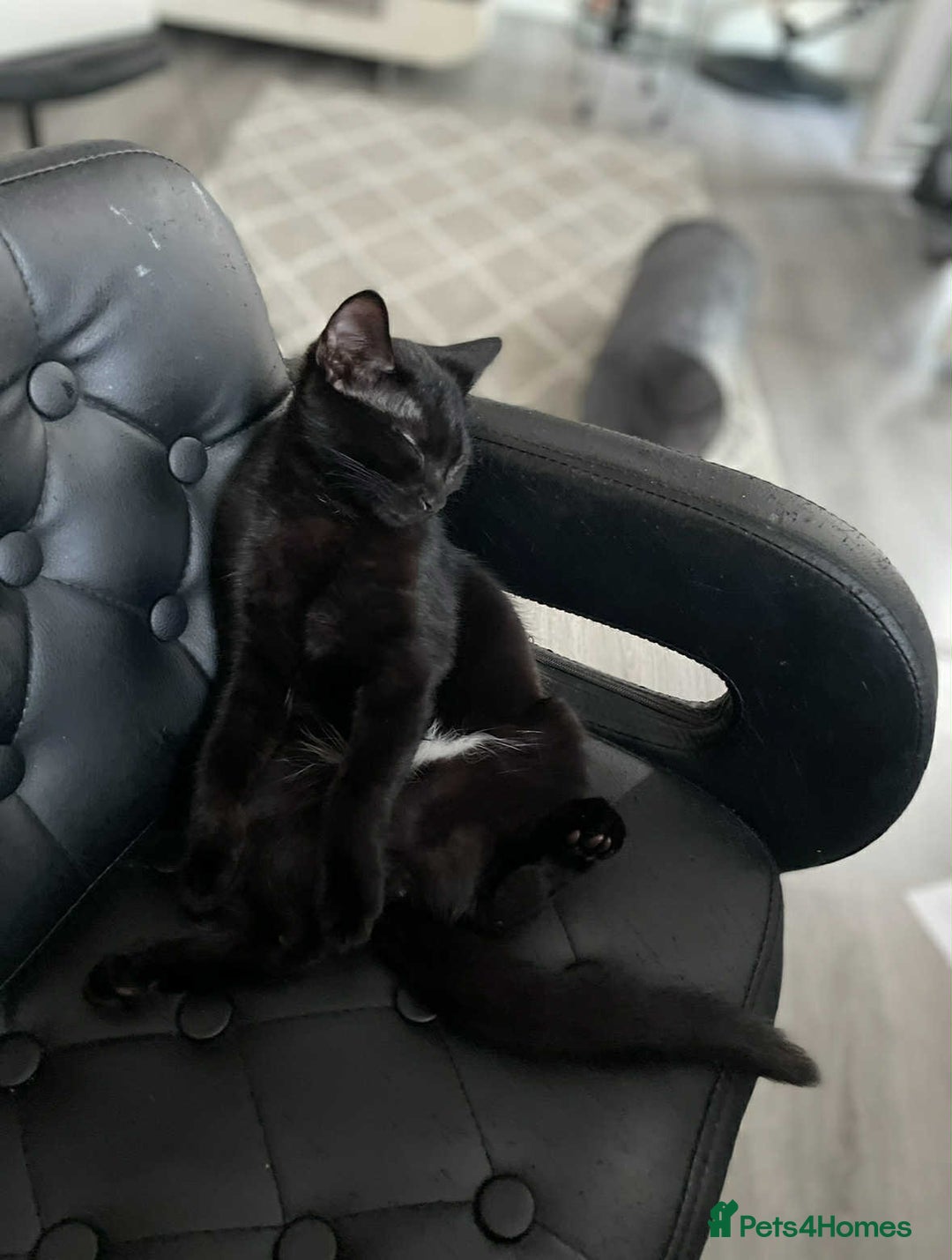 Mixed Breed cats for sale: 🐾 Sweet Cat Duo Looking for a Loving Home 🐾 - Image 6