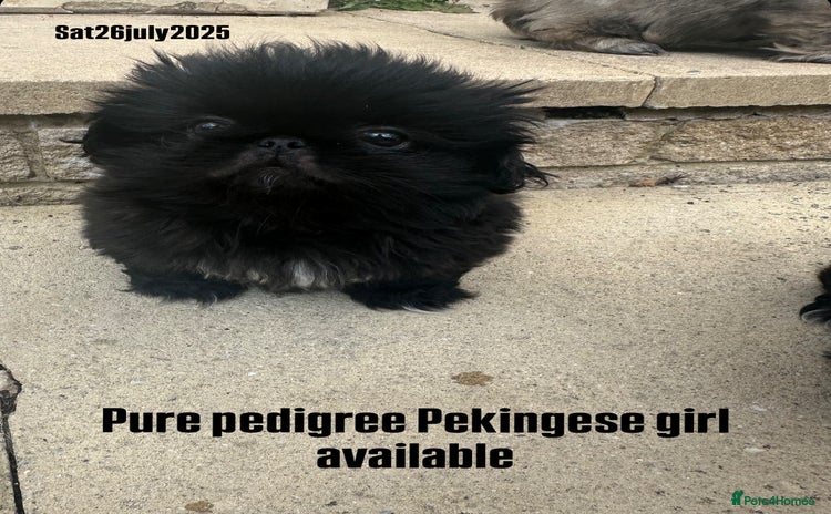 Pekingese dogs - Advert 1