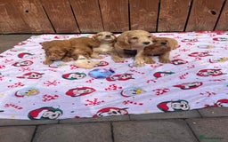 Cocker Spaniel dogs for sale: Beautiful cocker spaniel puppies  - Image 3