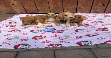 Cocker Spaniel dogs - Advert 4