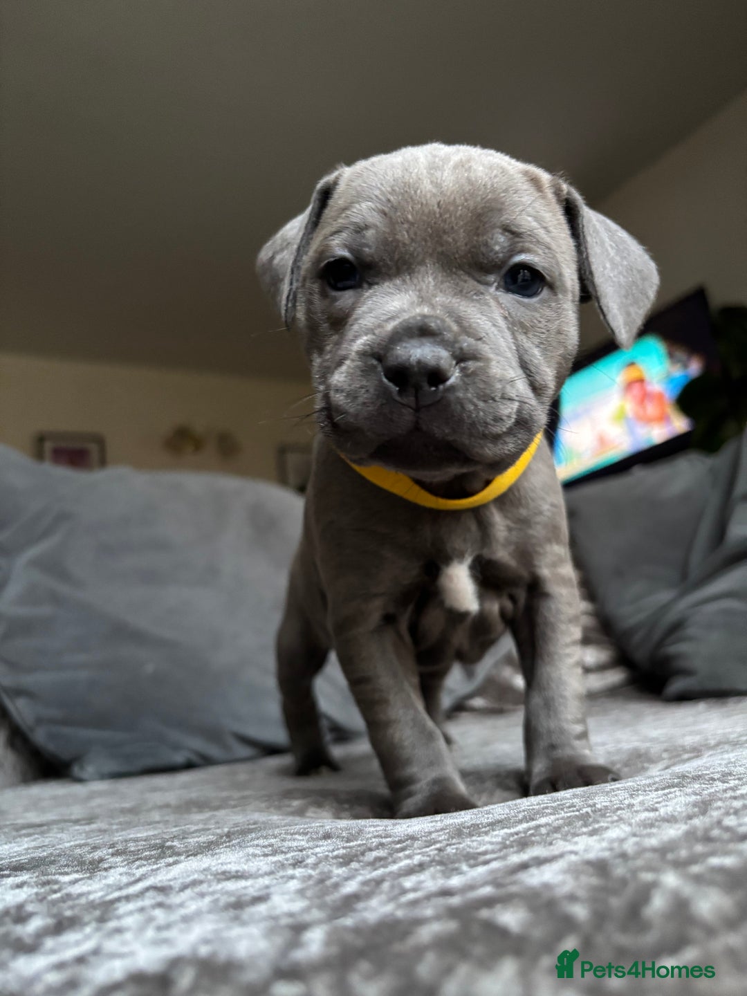 Staffordshire Bull Terrier dogs for sale: Quality Blue Health Tested  - Advert 3