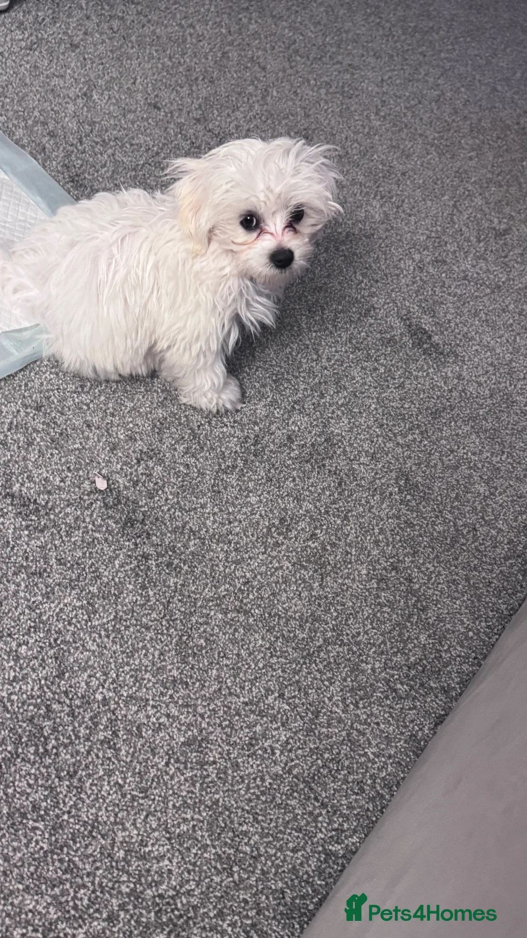 Maltese dogs for sale: Male Maltese - Advert 2