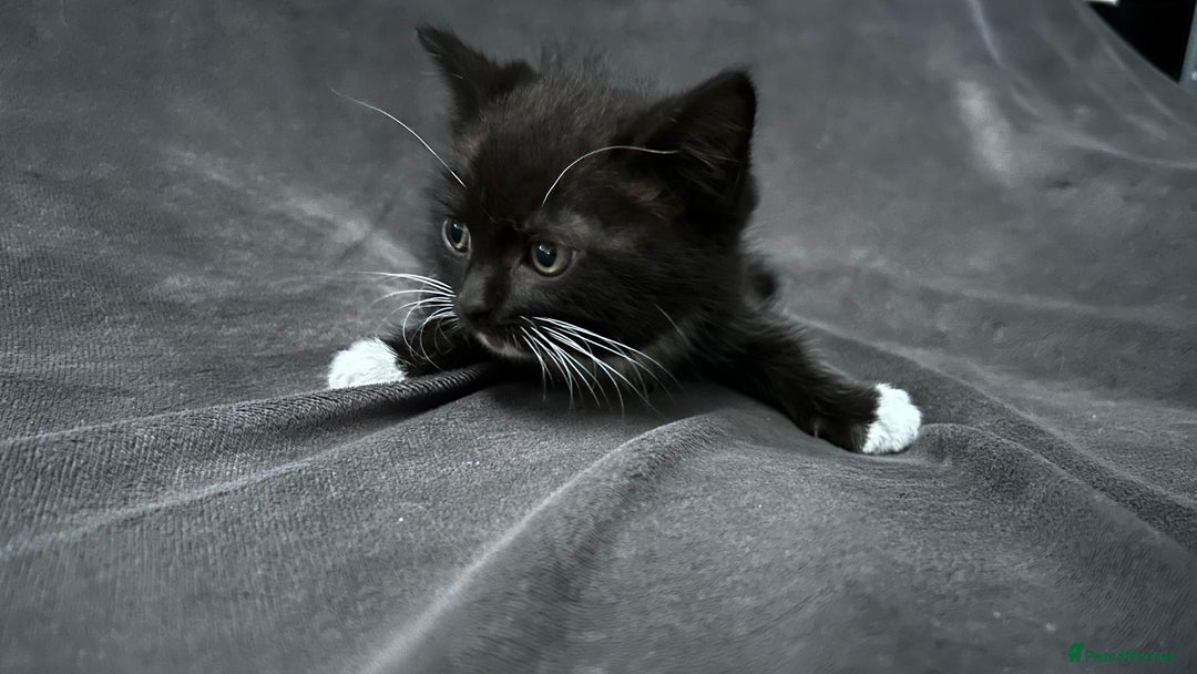 Ragdoll cats for sale: Adorable 9 Week Old Kittens - Litter Trained - Image 17