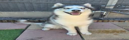 Siberian Husky dogs for sale: Please read advert! 2 huskies in need of a home  - Advert 2
