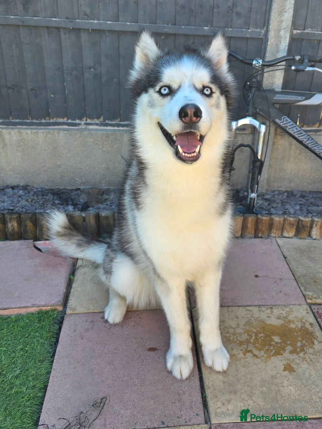 Siberian Husky dogs for sale: Please read advert! 2 huskies in need of a home  - Advert 2