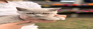 British Shorthair 1