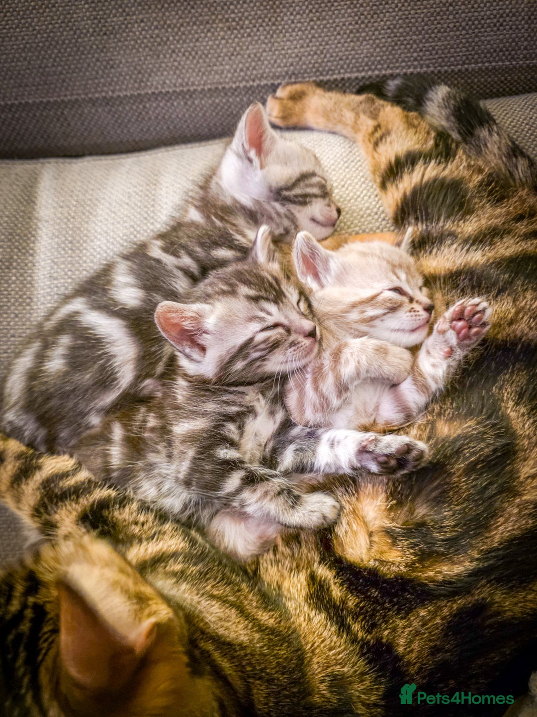 Bengal cats for sale: Adorable Snow / Charcoal Bengal kittens for sale - Advert 6