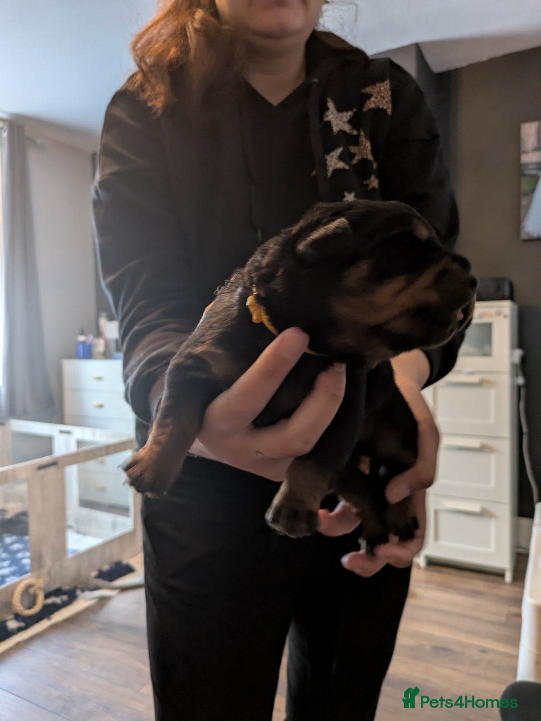 Rottweiler dogs for sale: Stunning Rottweiler pups  - Image 9