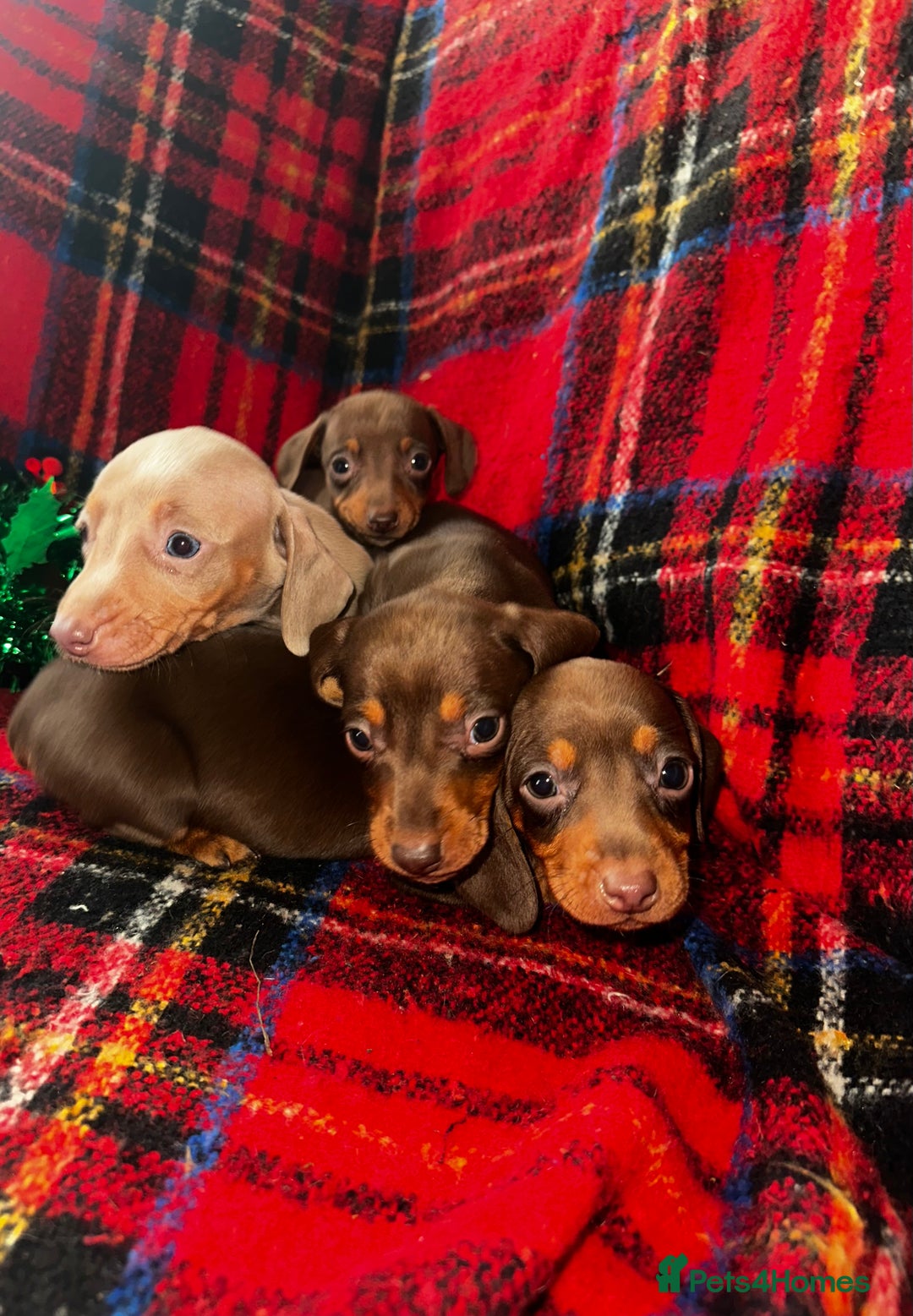 Dachshund dogs for sale: 7 beautiful dashound puppys - Advert 8