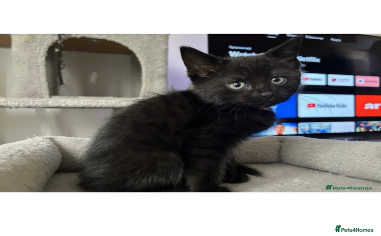 Mixed Breed cats - Advert 3