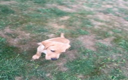 Labrador Retriever dogs for sale: KC Reg Yellow Champagne golden Labrador Puppy boy in Spalding - Image 23