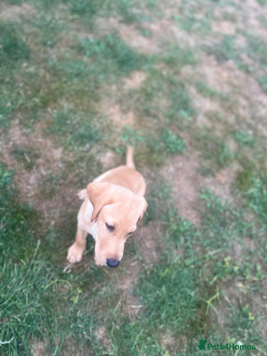 Labrador Retriever dogs for sale: KC Reg Yellow Champagne golden Labrador Puppy boy in Spalding - Image 23